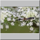 Gasteruption jaculator - Gichtwespe w02a 15mm - OS-Hellern Waldwiese det.jpg